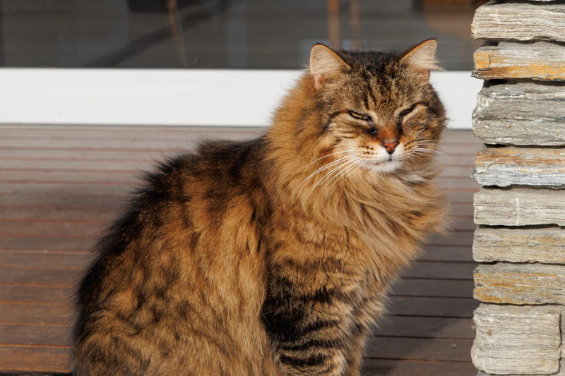 The three cats lounging around 1