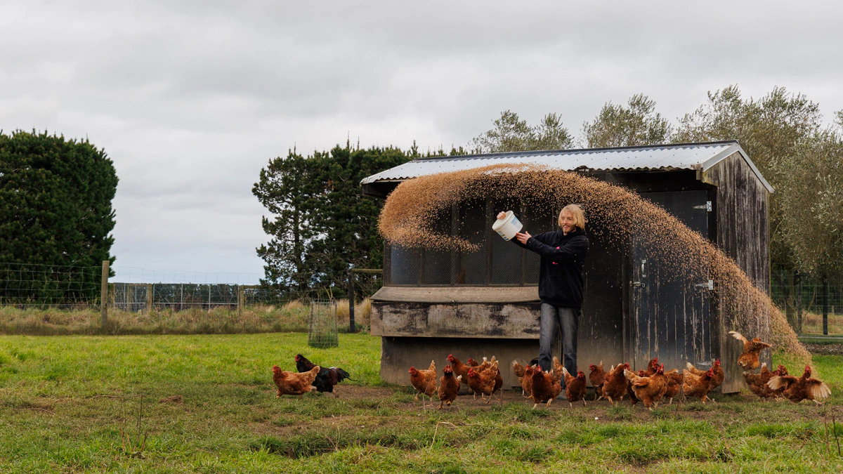 Chickens in the coop