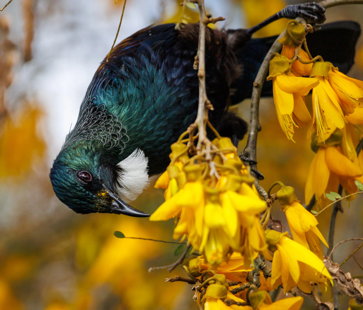 Tui bird
