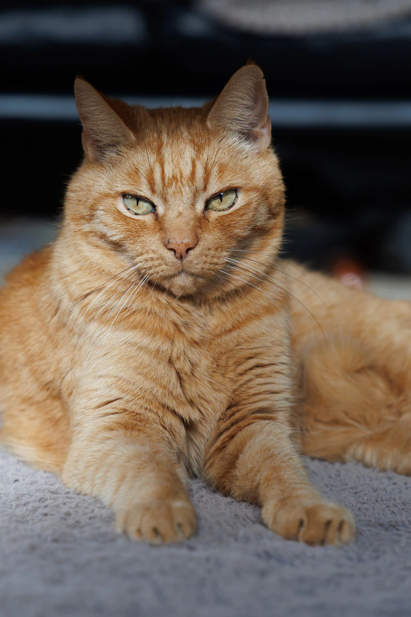 Cats and Chickens from Ohakune 1