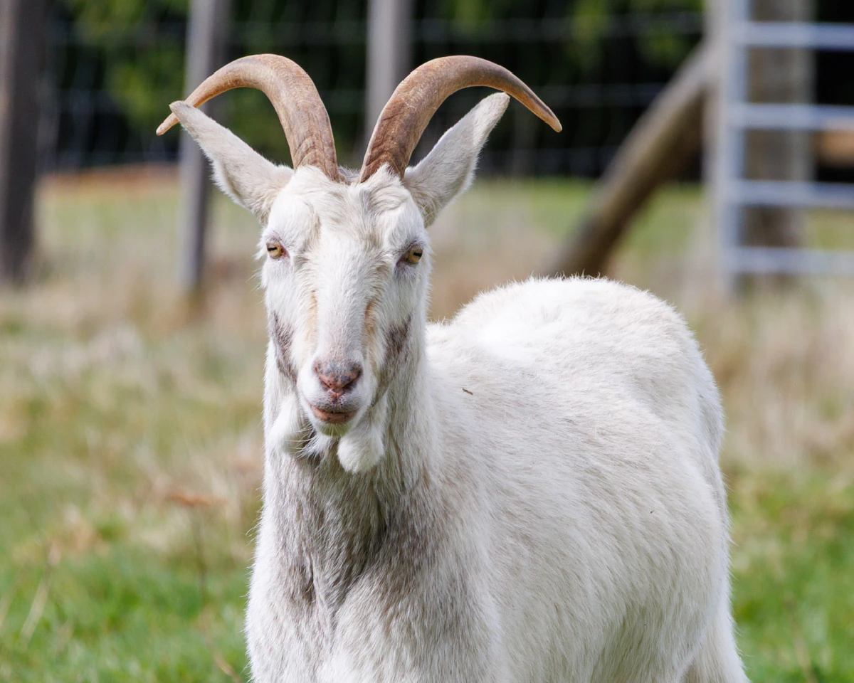 Smokey, Woody and Popey 1