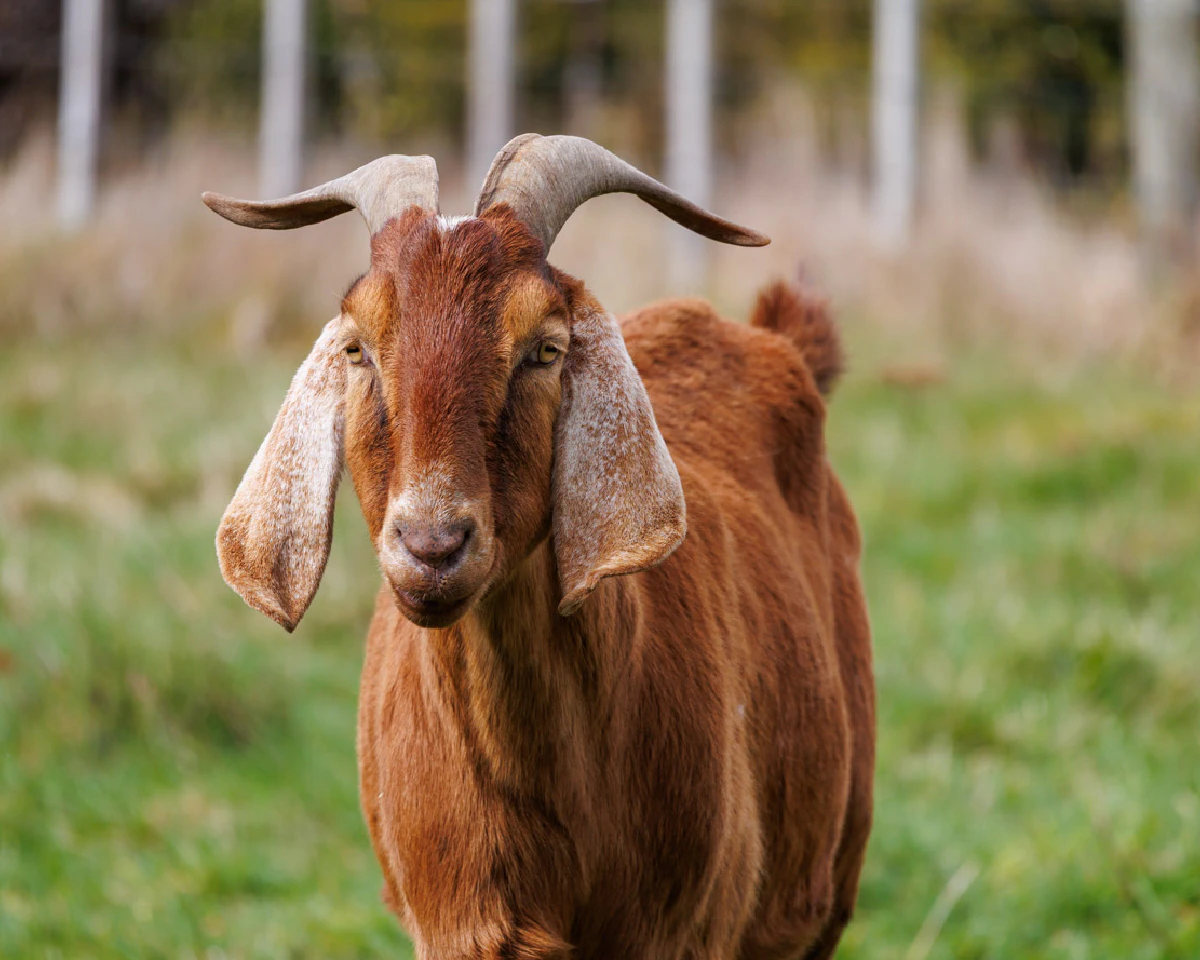 Smokey, Woody and Popey 2