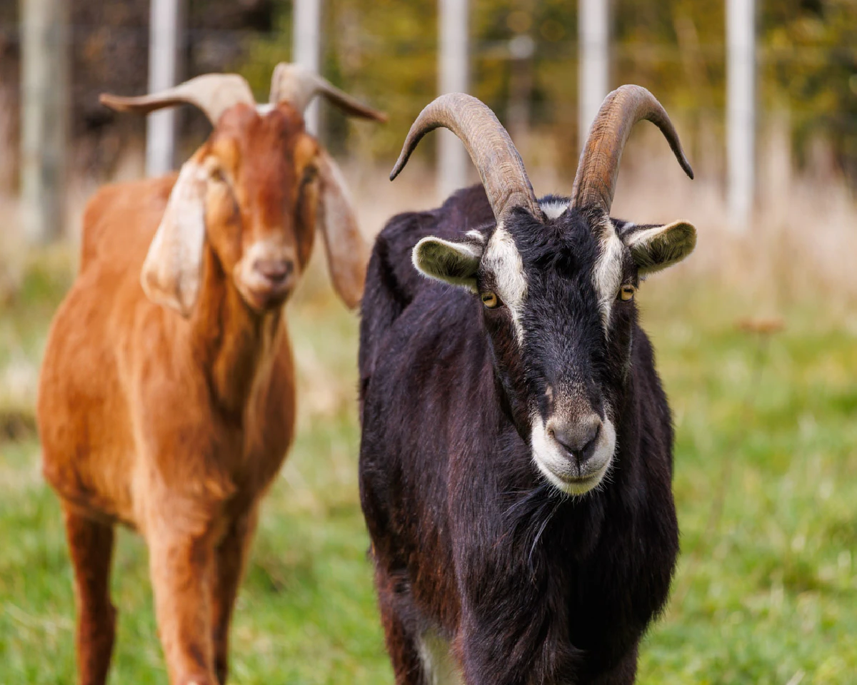 Smokey, Woody and Popey 3