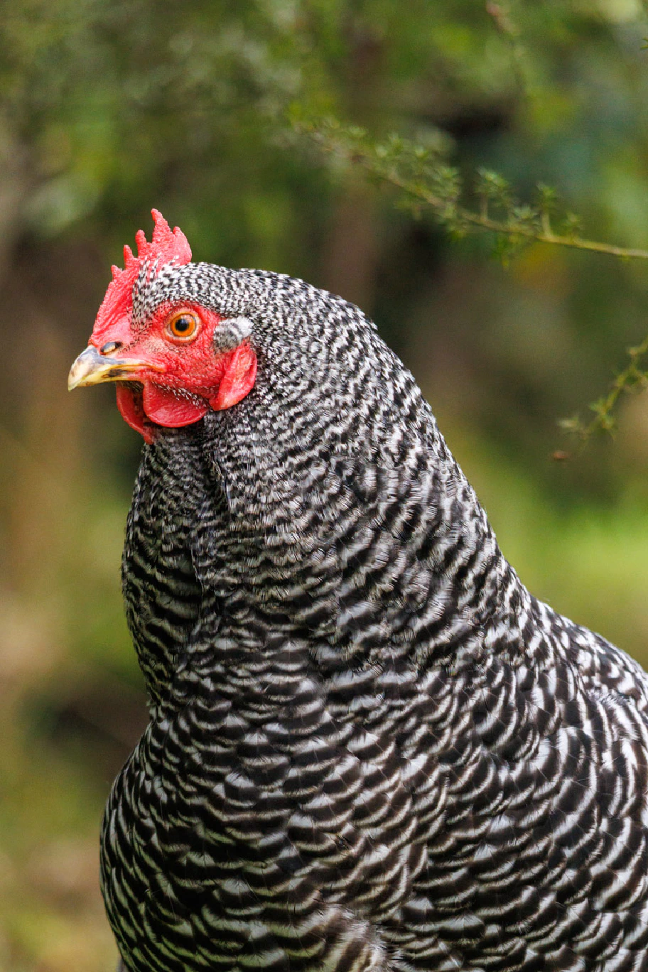 Cats and Chickens from Ohakune 2