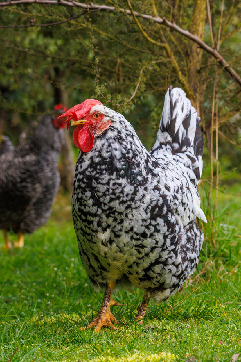 Cats and Chickens from Ohakune 3