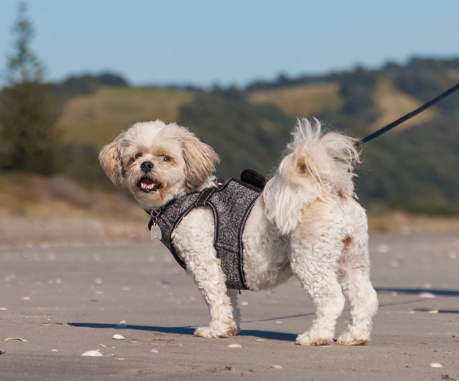 Daisy the Shih Tzu