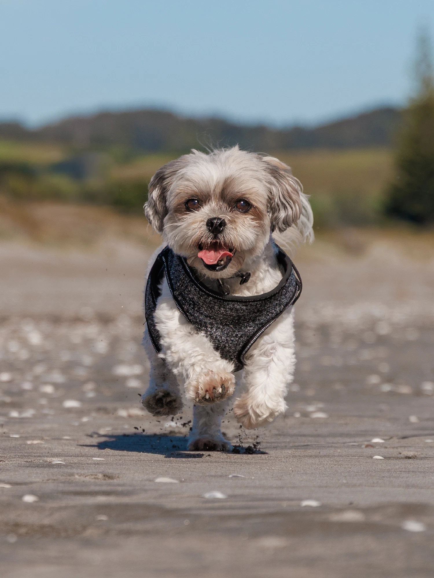 Lily the Shih Tzu